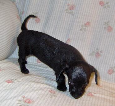 Mixed Breed Puppies for Sale
