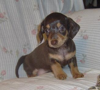 Mixed Breed Puppies for Sale