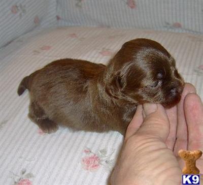 Mixed Breed Puppies for Sale