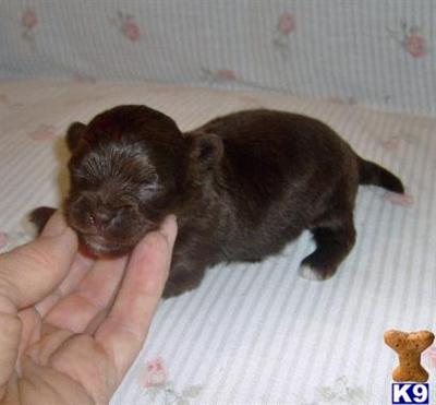 Mixed Breed Puppies for Sale