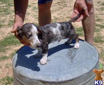 Puppies in OK