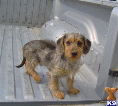 Puppies in OK
