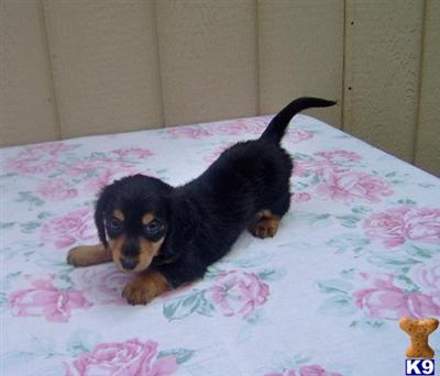 Puppies in OK