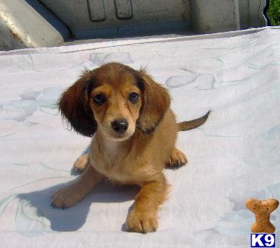 Puppies in OK