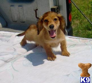 Puppies in OK