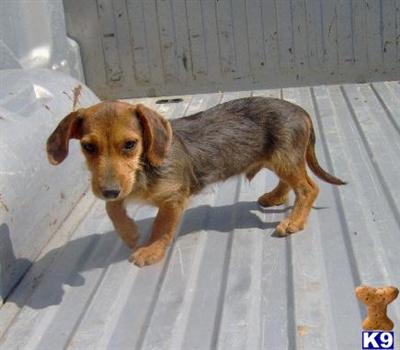 Mixed Breed Puppies for Sale