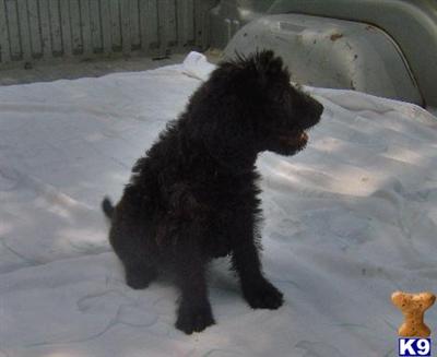 Puppies in OK