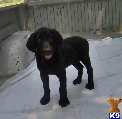 Puppies in OK