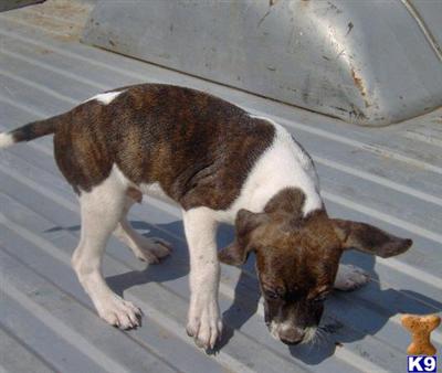 Mixed Breed Puppies for Sale