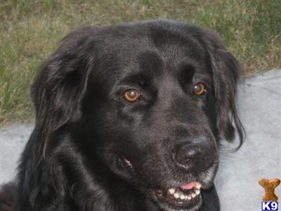 Stud Dogs - Mixed Breed