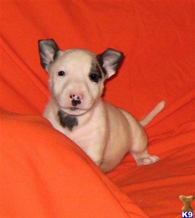 Miniature Bull Terrier Puppies for Sale