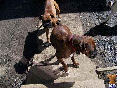 Puppies for Sale