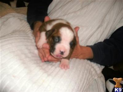 Dogs for Sale in OR