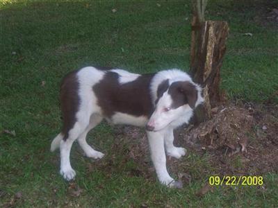 Border Collie Puppies for Sale
