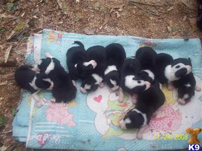 Border Collie Puppies for Sale