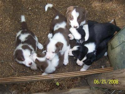Border Collie Puppies for Sale