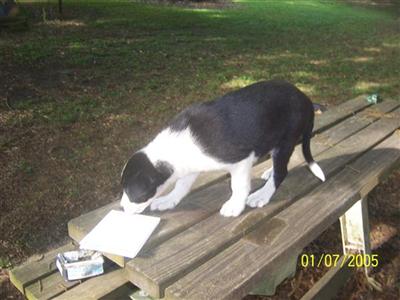 Border Collie Puppies for Sale