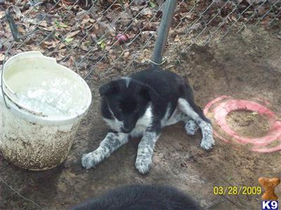 Border Collie Puppies for Sale