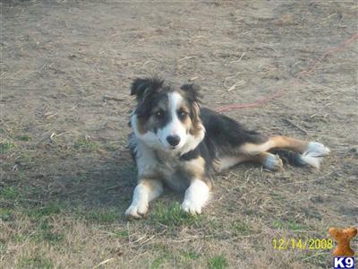 Border Collie Puppies for Sale