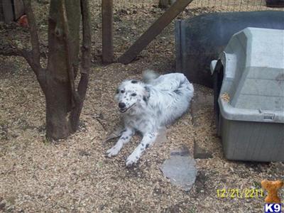 Border Collie Puppies for Sale