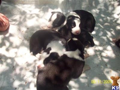 Border Collie Puppies for Sale