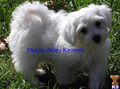 Coton De Tulear Puppies for Sale
