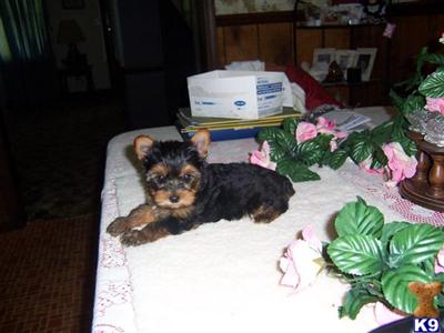 Puppies in KY