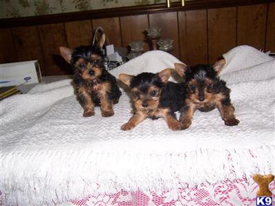 Puppies in KY