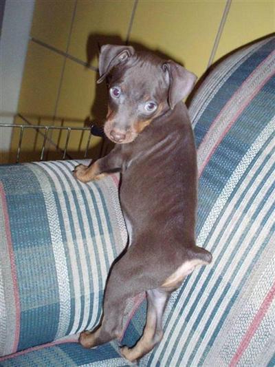 Stud Dogs - Miniature Pinscher