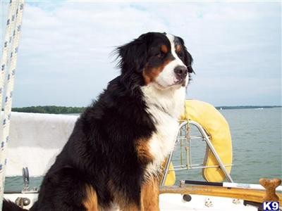 Stud Dog