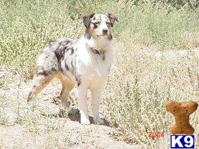 Stud Dogs - Australian Shepherd