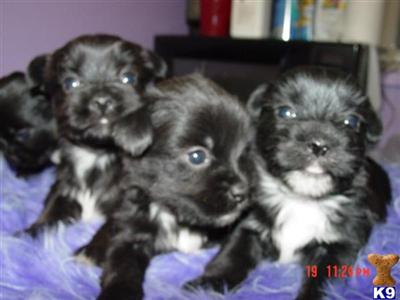 Mixed Breed Puppies for Sale