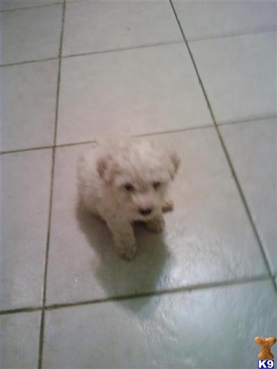 Bichon Frise Puppies for Sale