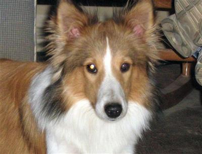 Stud Dogs - Shetland Sheepdog