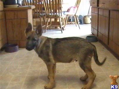 Puppies for Sale