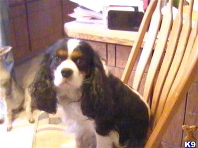 Dogs for Sale