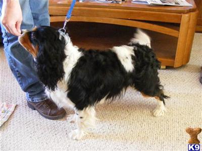 Stud Dogs - Cavalier King Charles Spaniel