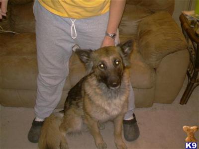 Dogs for Adoption