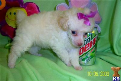 Poodle Puppies for Sale