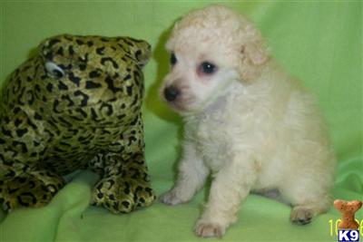 Poodle Puppies for Sale