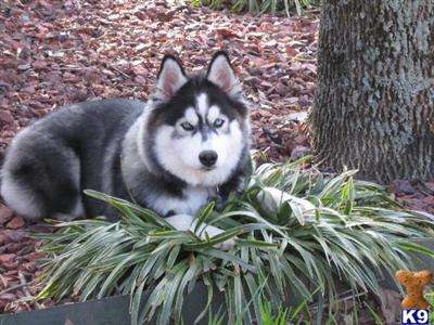 Siberian Husky Puppies for Sale