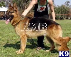Stud Dogs - German Shepherd