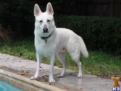 Stud Dogs in FL