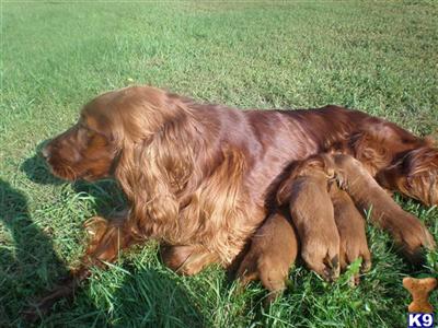 Irish Setter Puppies for Sale
