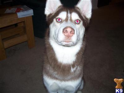 Stud Dogs - Siberian Husky