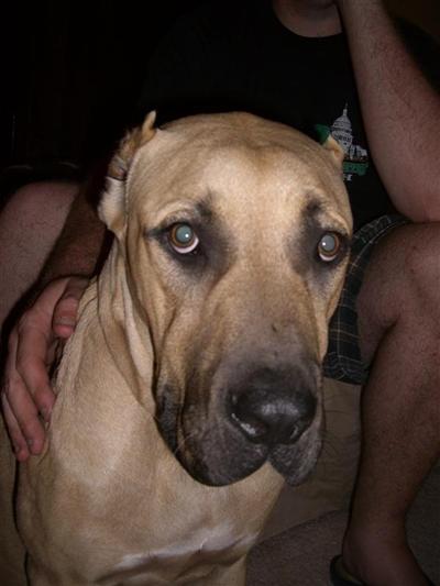 Dogs for Sale in MD
