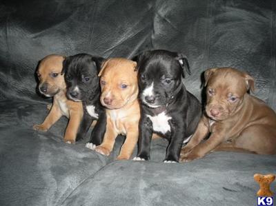 Puppies in MD