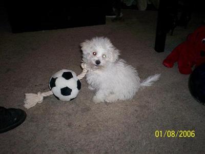 Stud Dogs - Bichon Frise