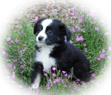 Miniature Australian Shepherd Puppies for Sale