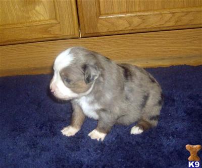 Miniature Australian Shepherd Puppies for Sale
